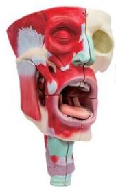鼻、口、咽喉腔分解模型
