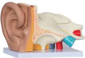 耳（外、中、內）解剖